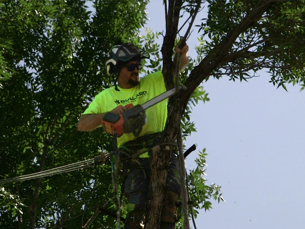 Importance of Tree Inspections: What you need to know in Colorado