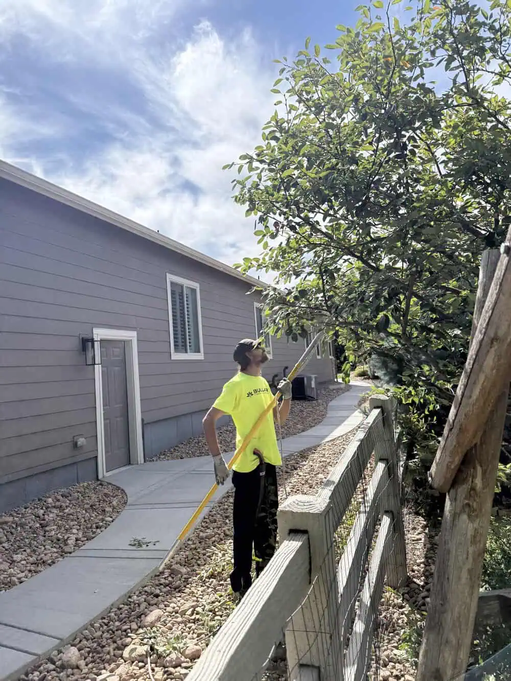 Regular Tree Inspections: A Vital Service for Denver Homeowners