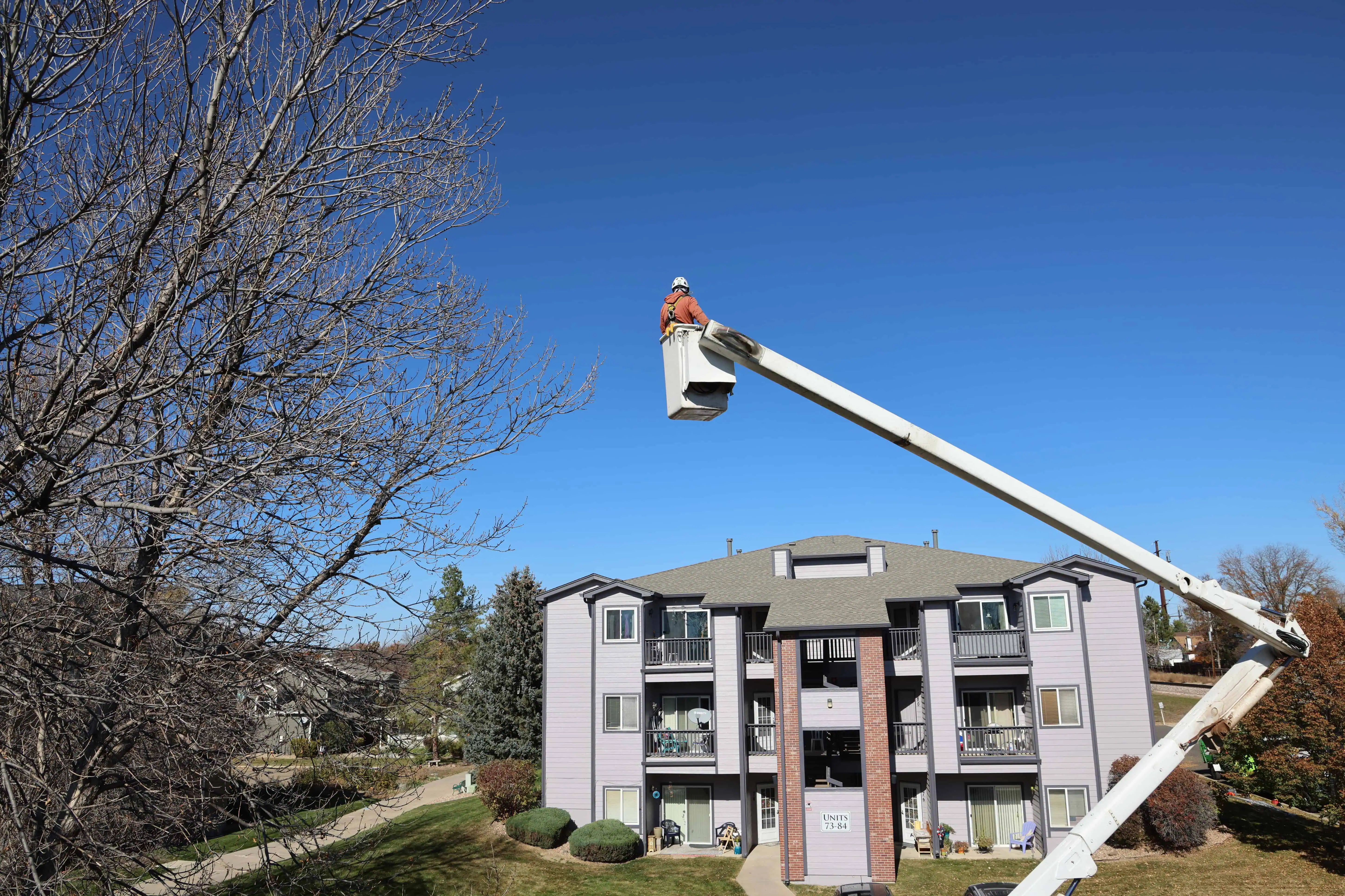 Tree Service Longmont, CO: Your Local Experts for Tree Care