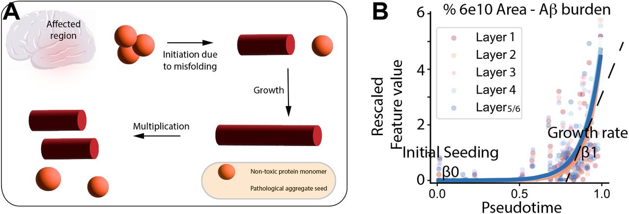 B-BIND protein aggregate image
