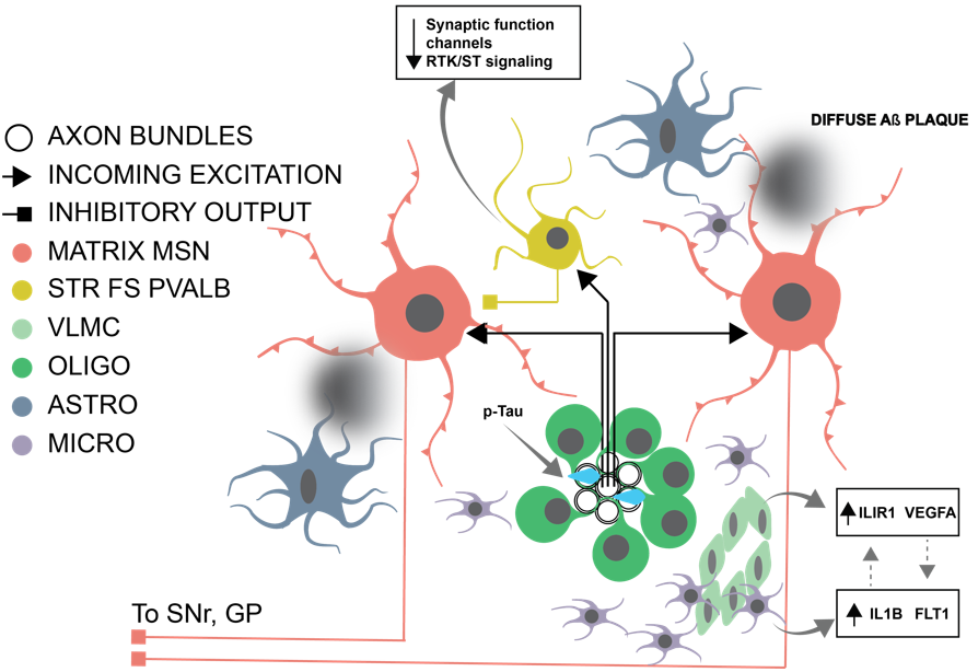 Graphical abstract of caudate paper