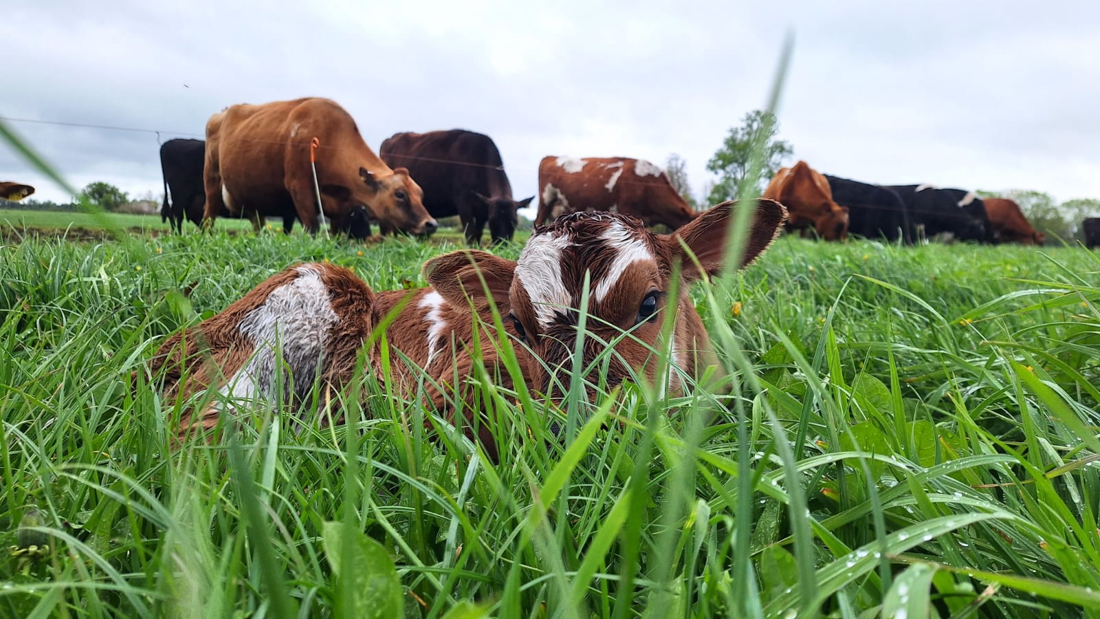 Manuka - Vacas en pradera