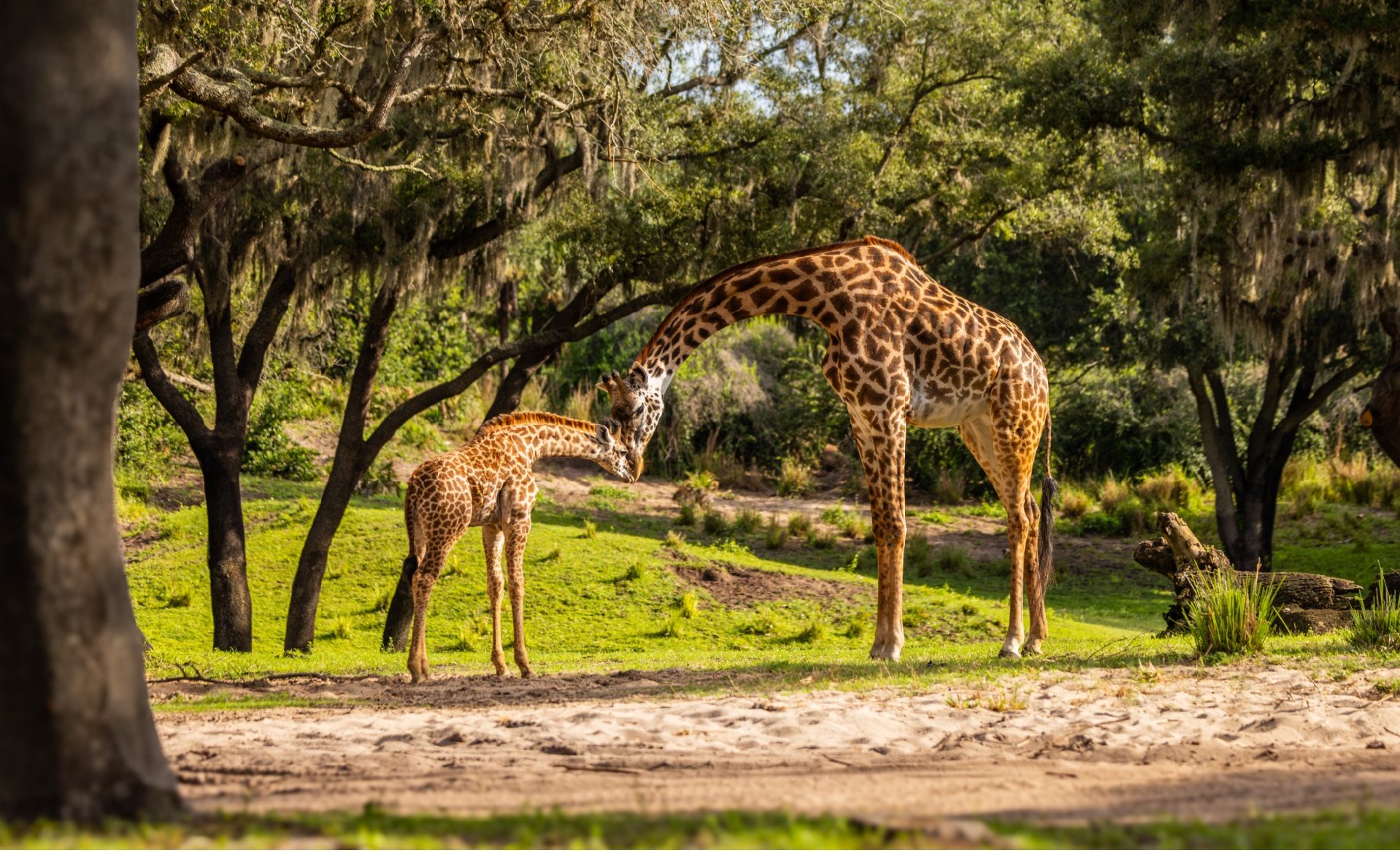 Masai giraffe calf Ivy nuzzles with mom Willow on the Kilimanjaro Safaris savanna at Disney's Animal Kingdom