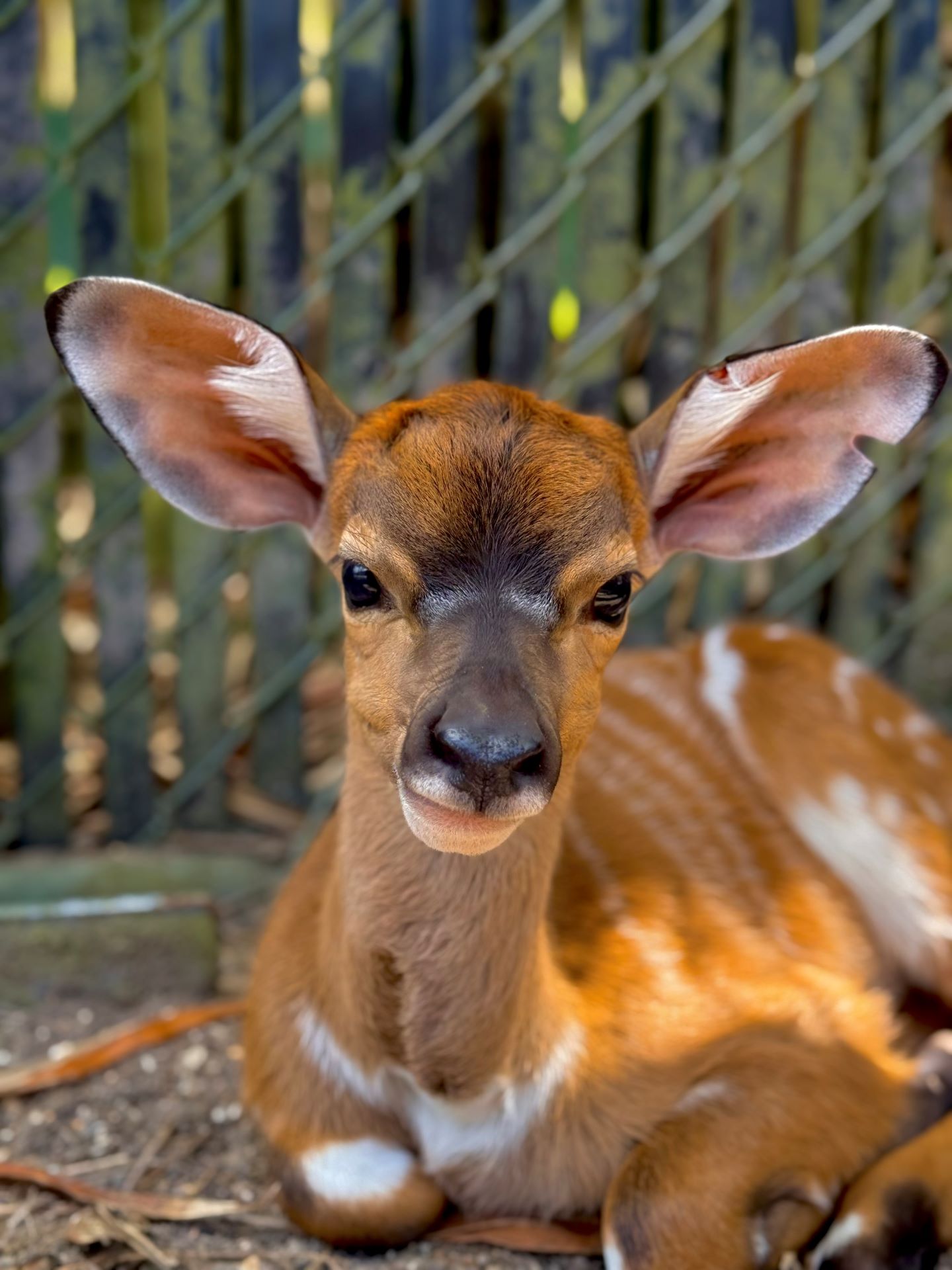 Parker, a newborn nyala calf with large ears and white spots, rests at Disney's Animal Kingdom Lodge in spring 2026
