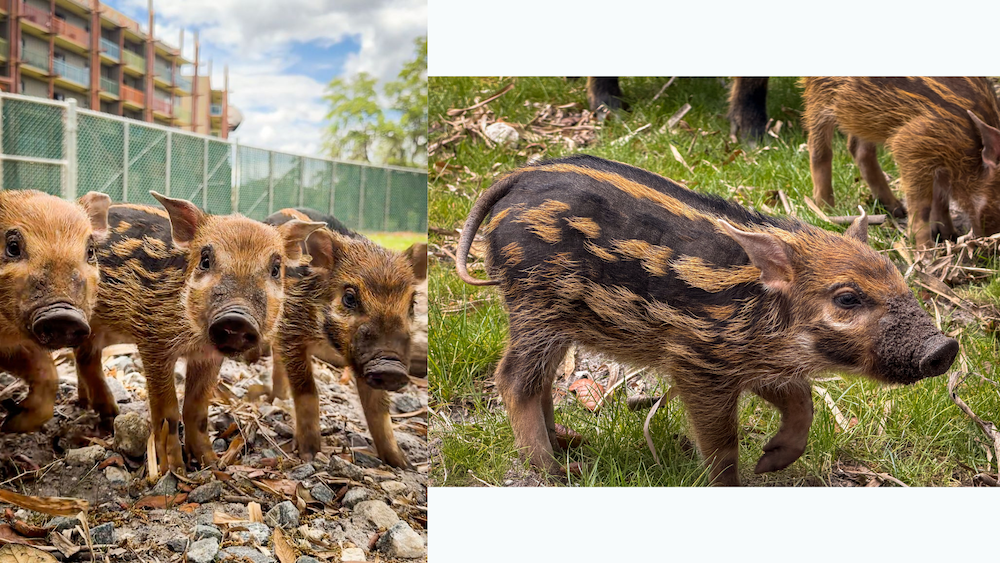 Red river hog piglets with rust and black striped coats explore their habitat at Disney's Animal Kingdom Lodge in 2026