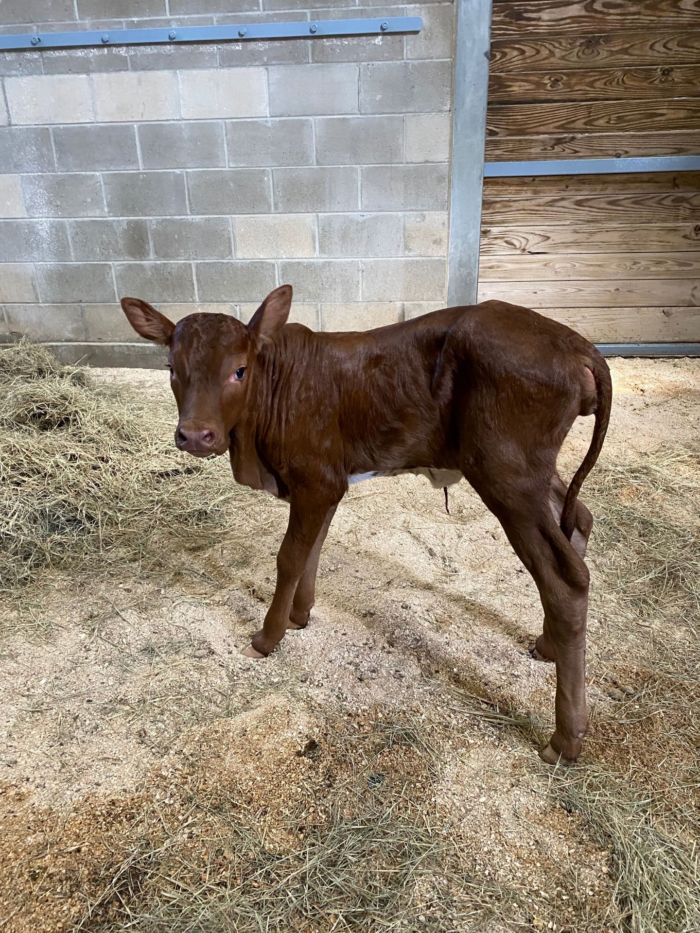 Mabel, a newborn Ankole calf, stands in a barn at Walt Disney World -- the first Ankole calf born there in over 20 years