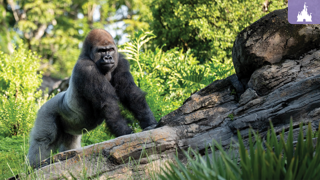 Silverback gorilla on all fours with forearms on a rock, surrounded by green vegetation, gazing toward the camera
