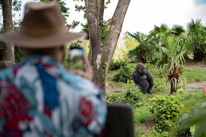 Person in a wide-brimmed hat and floral shirt holds a smartphone to photograph a gorilla among trees and shrubs in a zoo enclosure