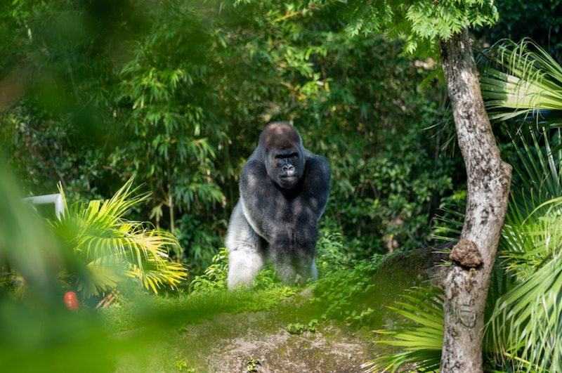 Silverback gorilla standing on rock amid dense tropical foliage, facing forward with broad muscular chest