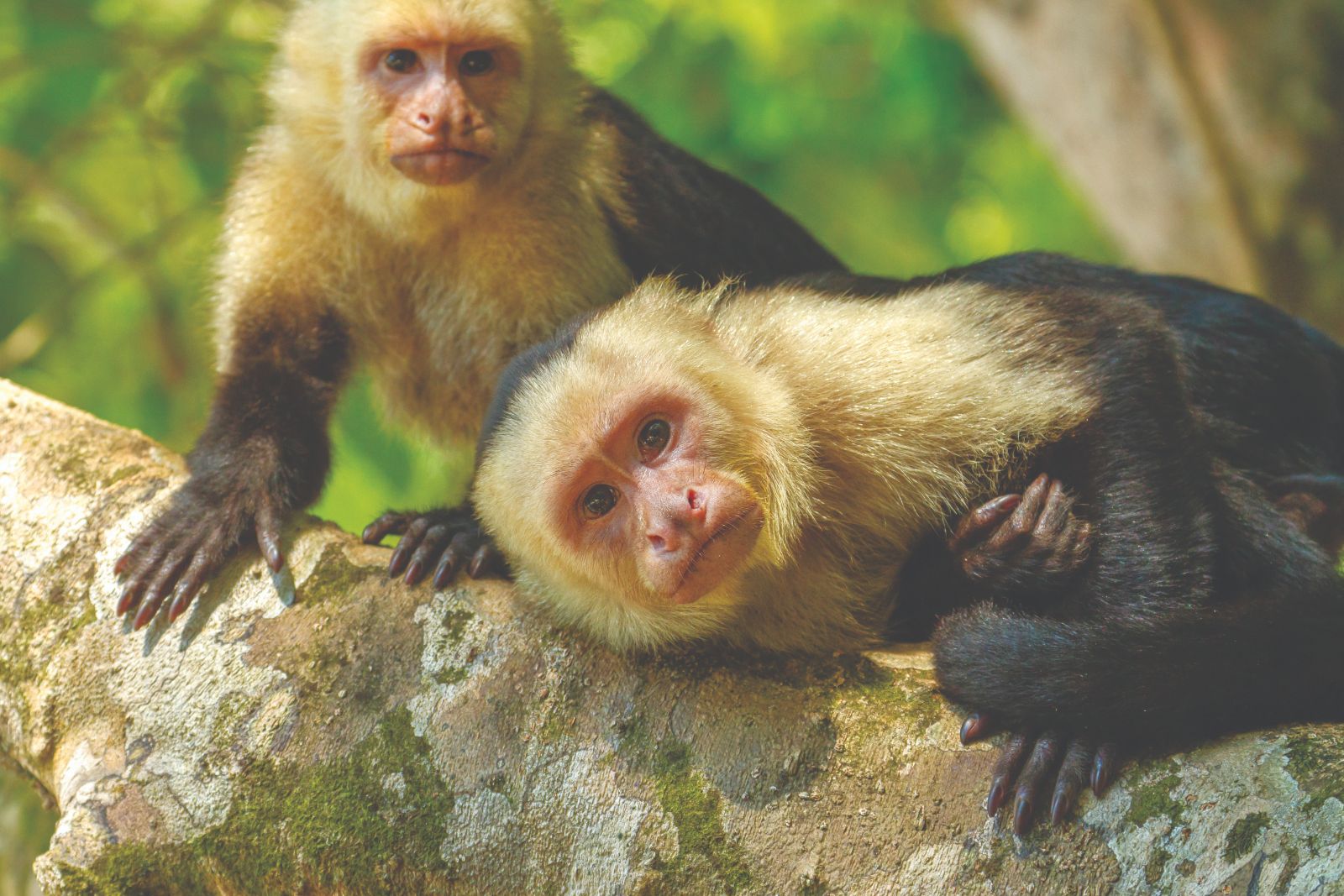 Two capuchin monkeys resting on a mossy tree branch in a green forest.