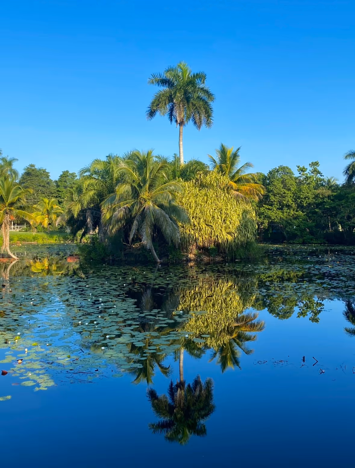 Palm trees reflected in a still pond under a clear blue sky