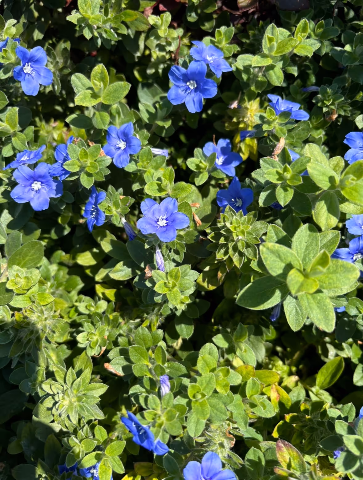 Close-up of blue wildflowers with green foliage in soft daylight