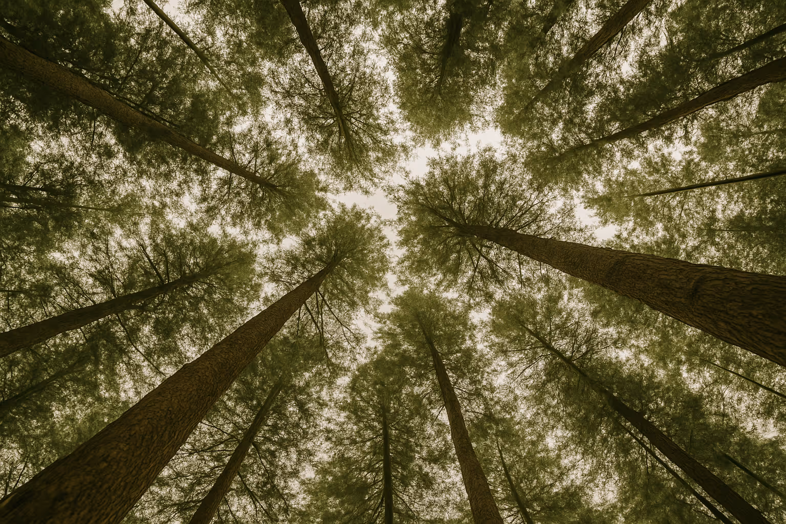 Tall forest trees with upward lines and dappled daylight filtering through
