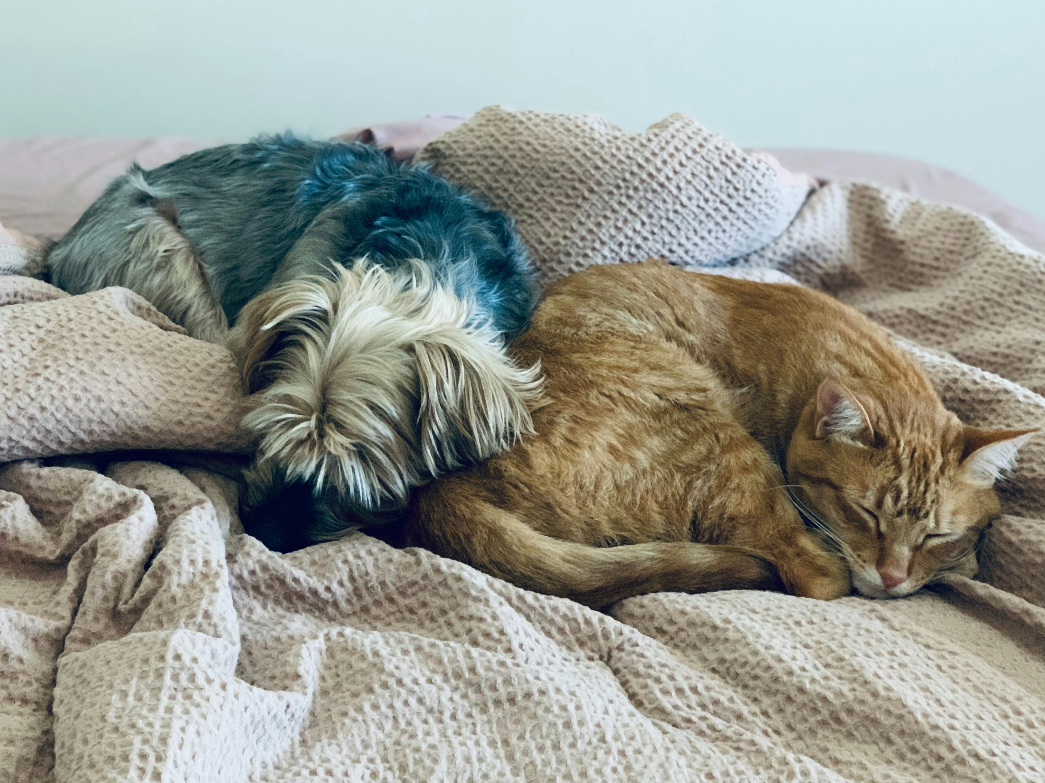 dog and cat sleeping together