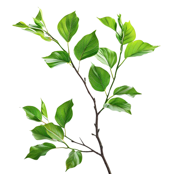 Decorative leaf movement.