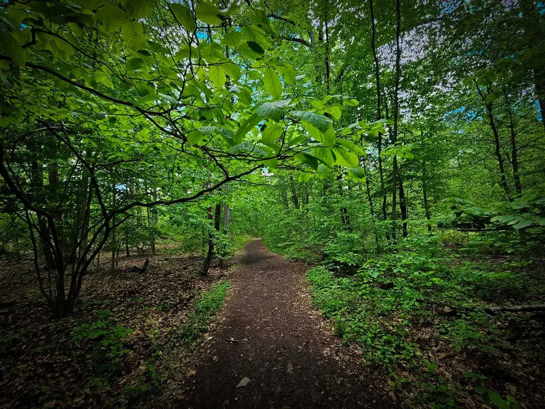 Garden on the Wall background
