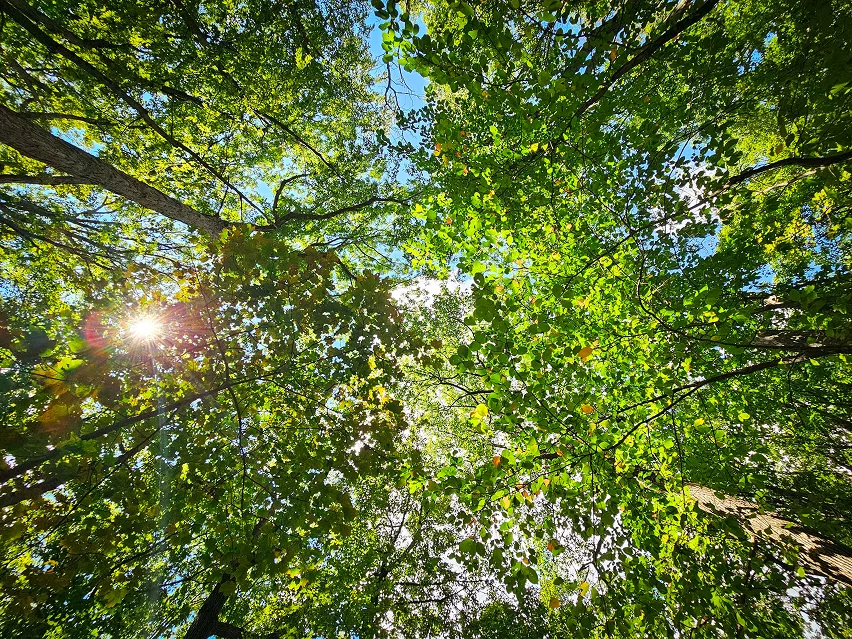 Garden on the Wall background