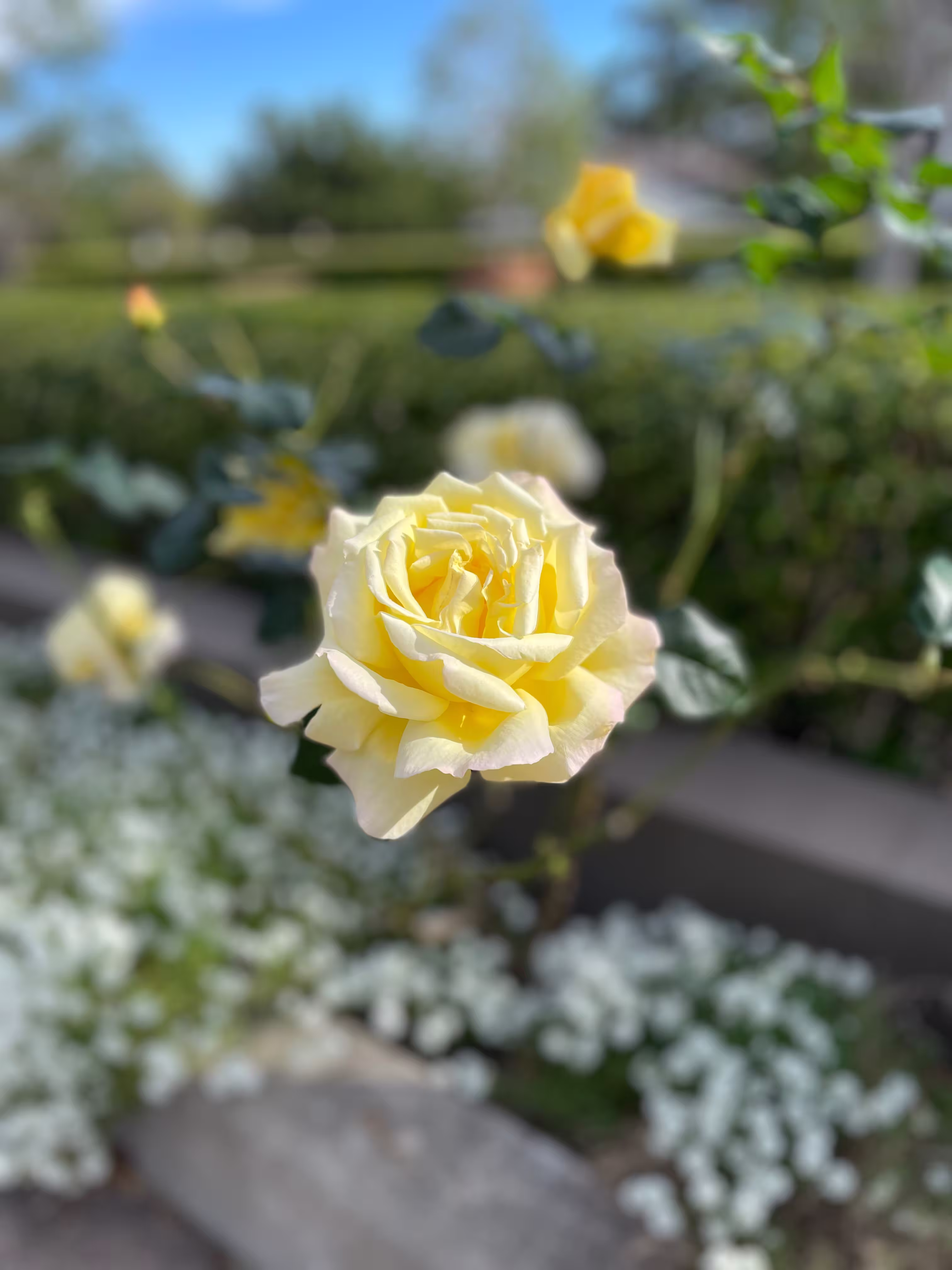 Close-up of a blooming pale yellow rose with green leaves and a blurred garden background.