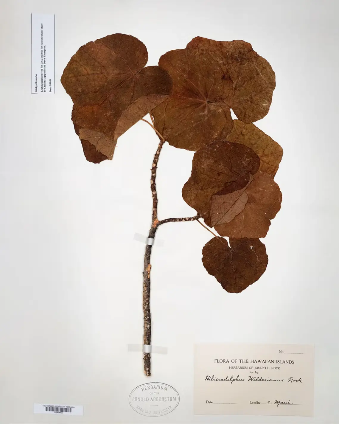 The extinct-flower specimens from Harvard University that helped shape Future Society's scents