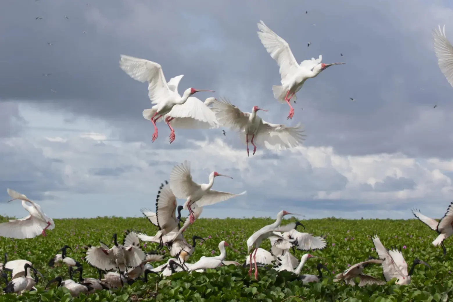 Orango National Park