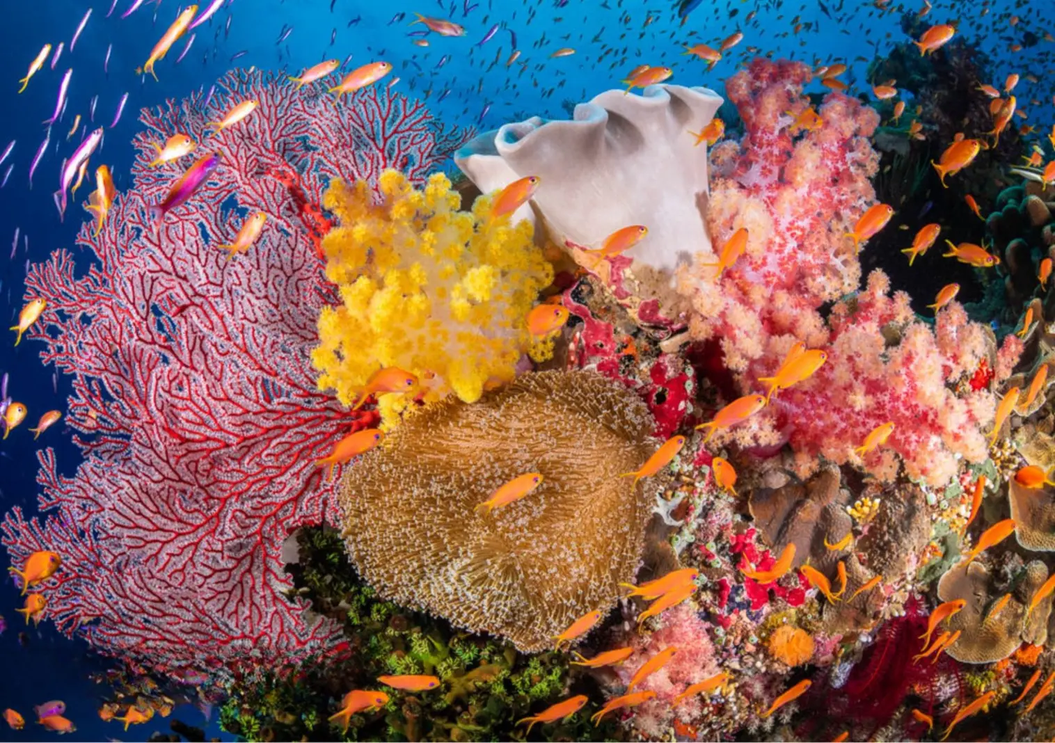 Colorful Fijian reef