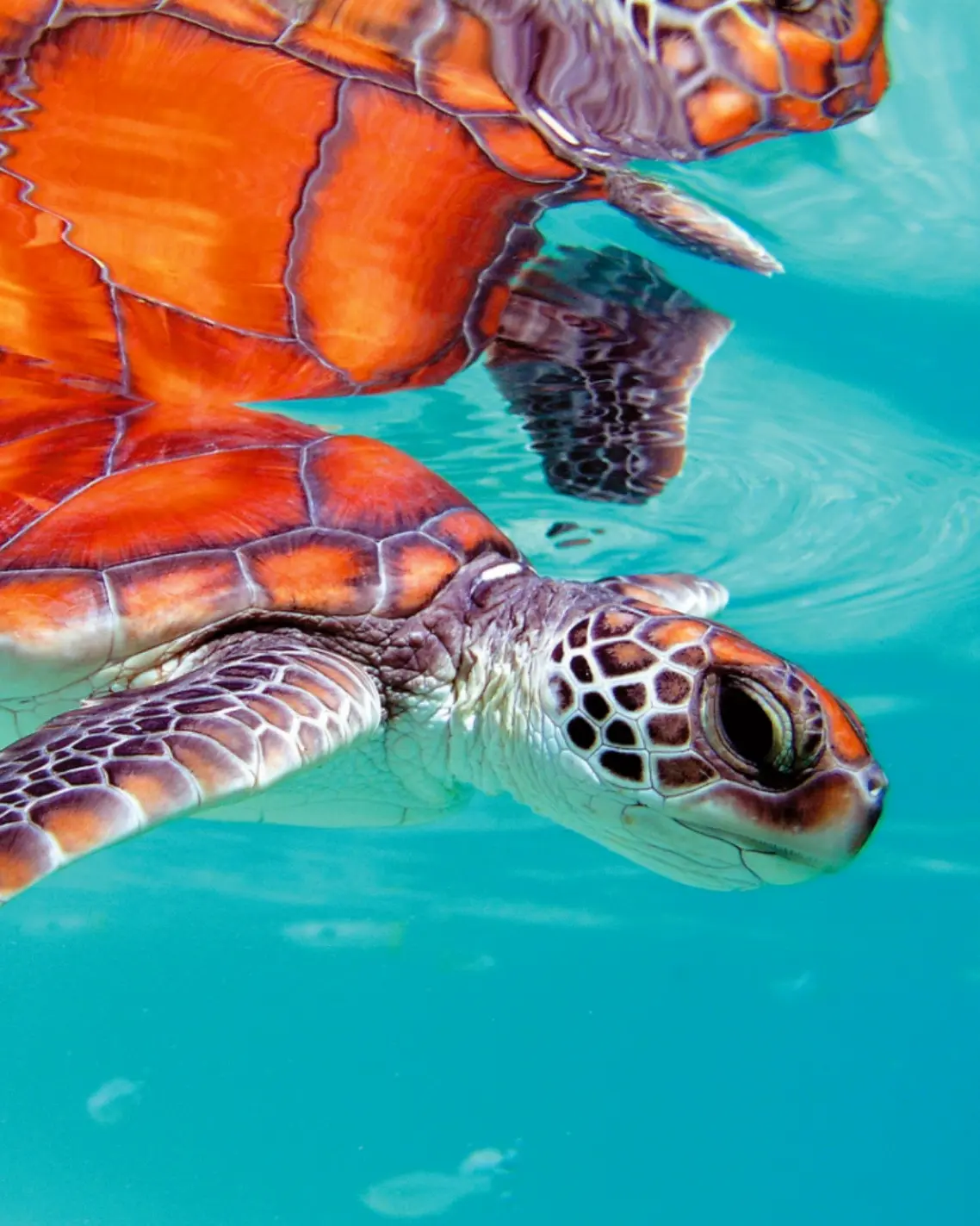 sea turtle