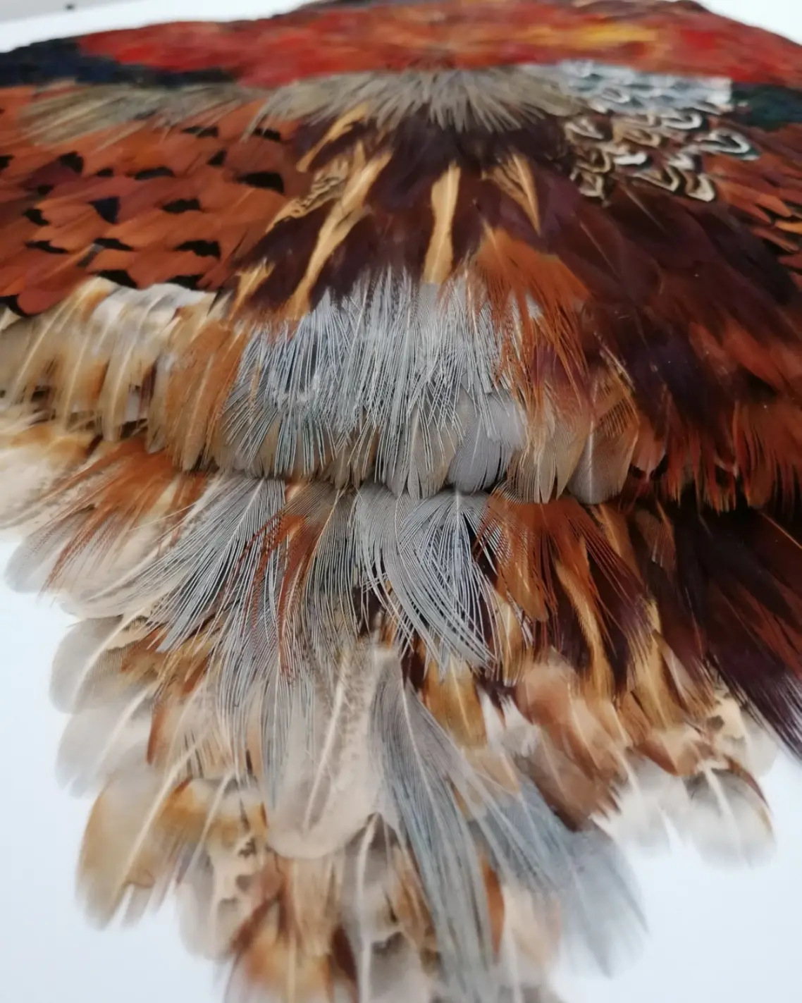 Haute Couture No Logo2