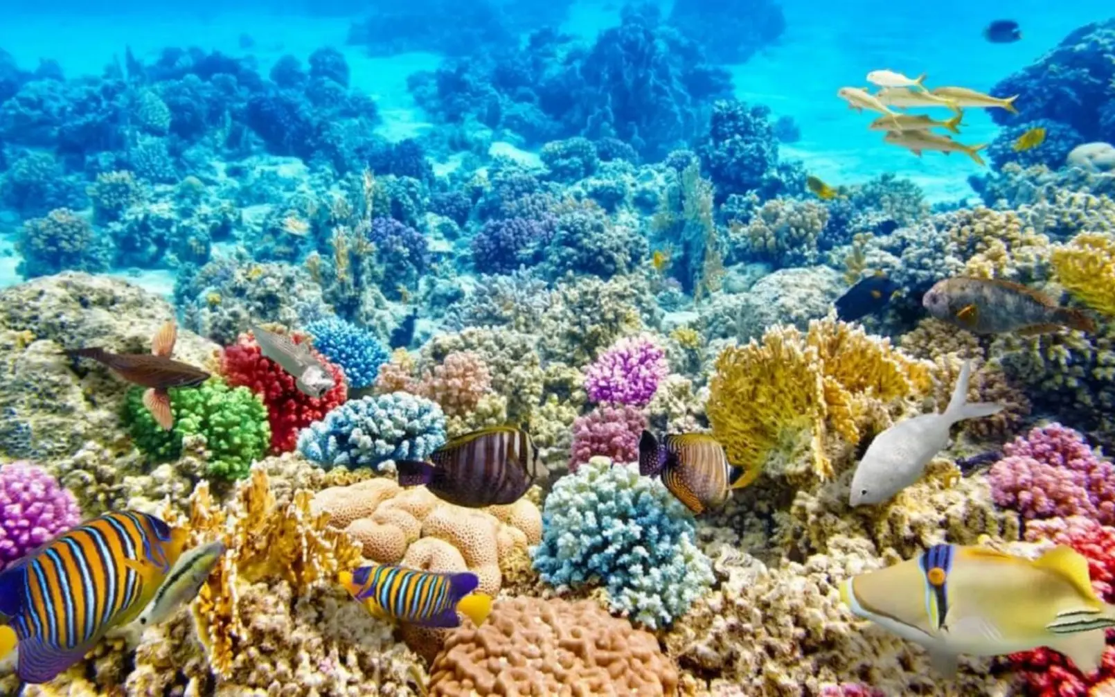 Snorkeling in Phu Quoc