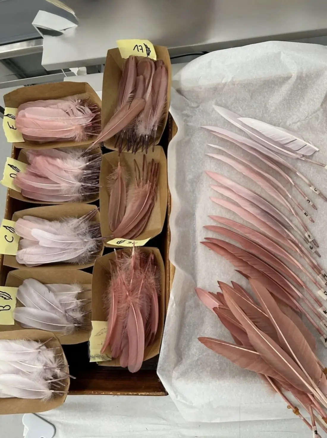 The Venomous Schiaparelli Couture of Daniel Roseberry 11