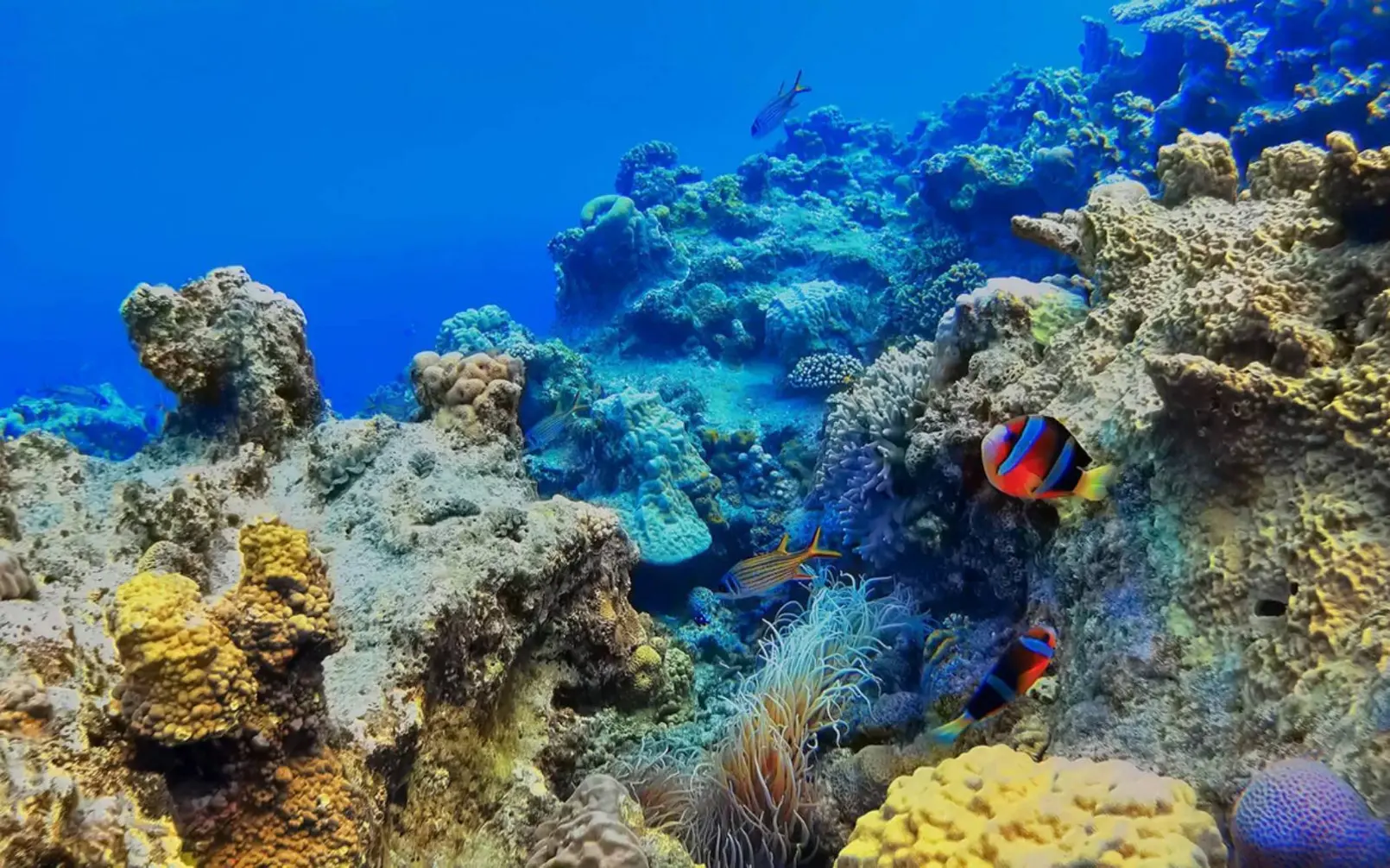 Coral reef Okinawa