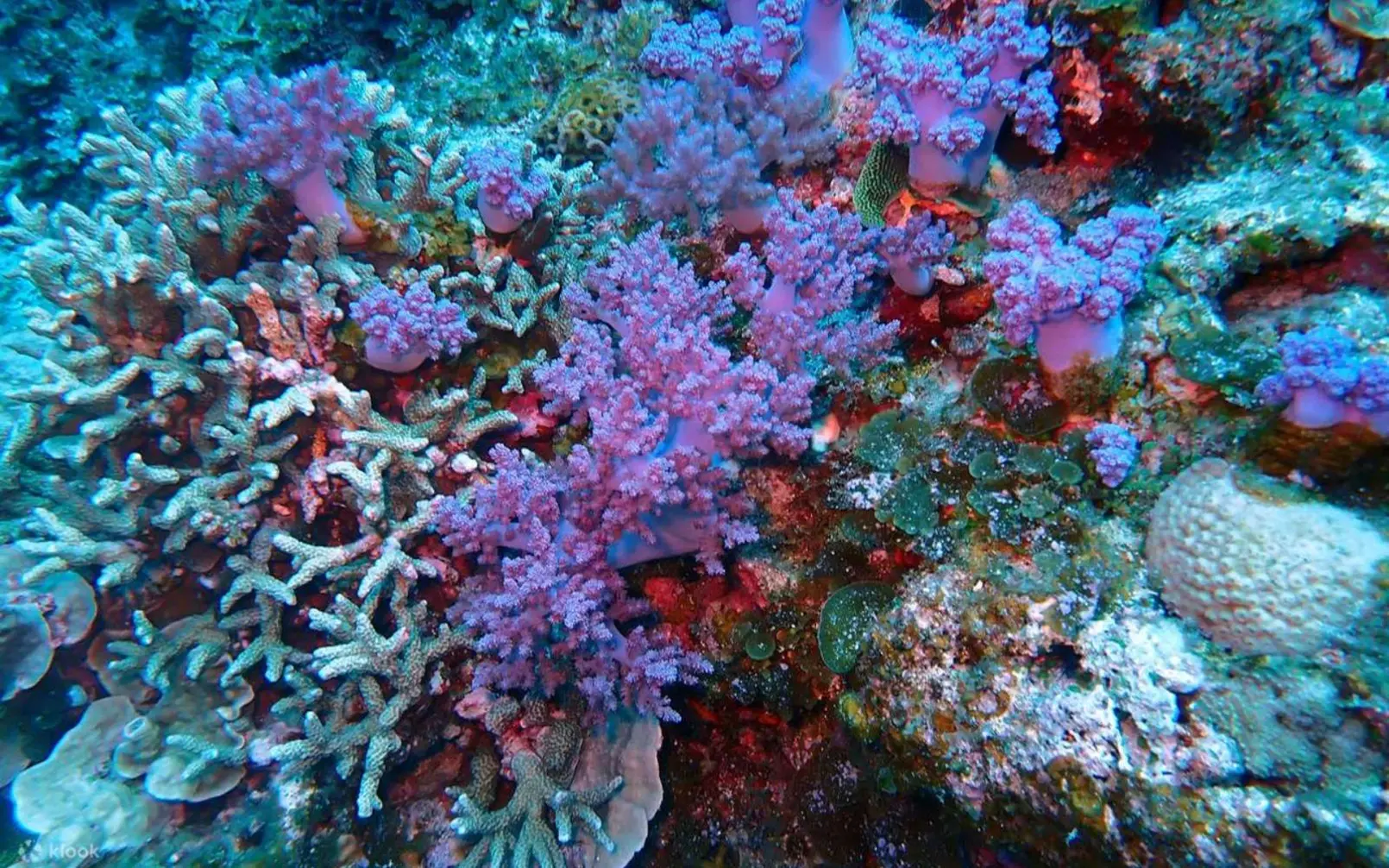 Coral reef2 Okinawa