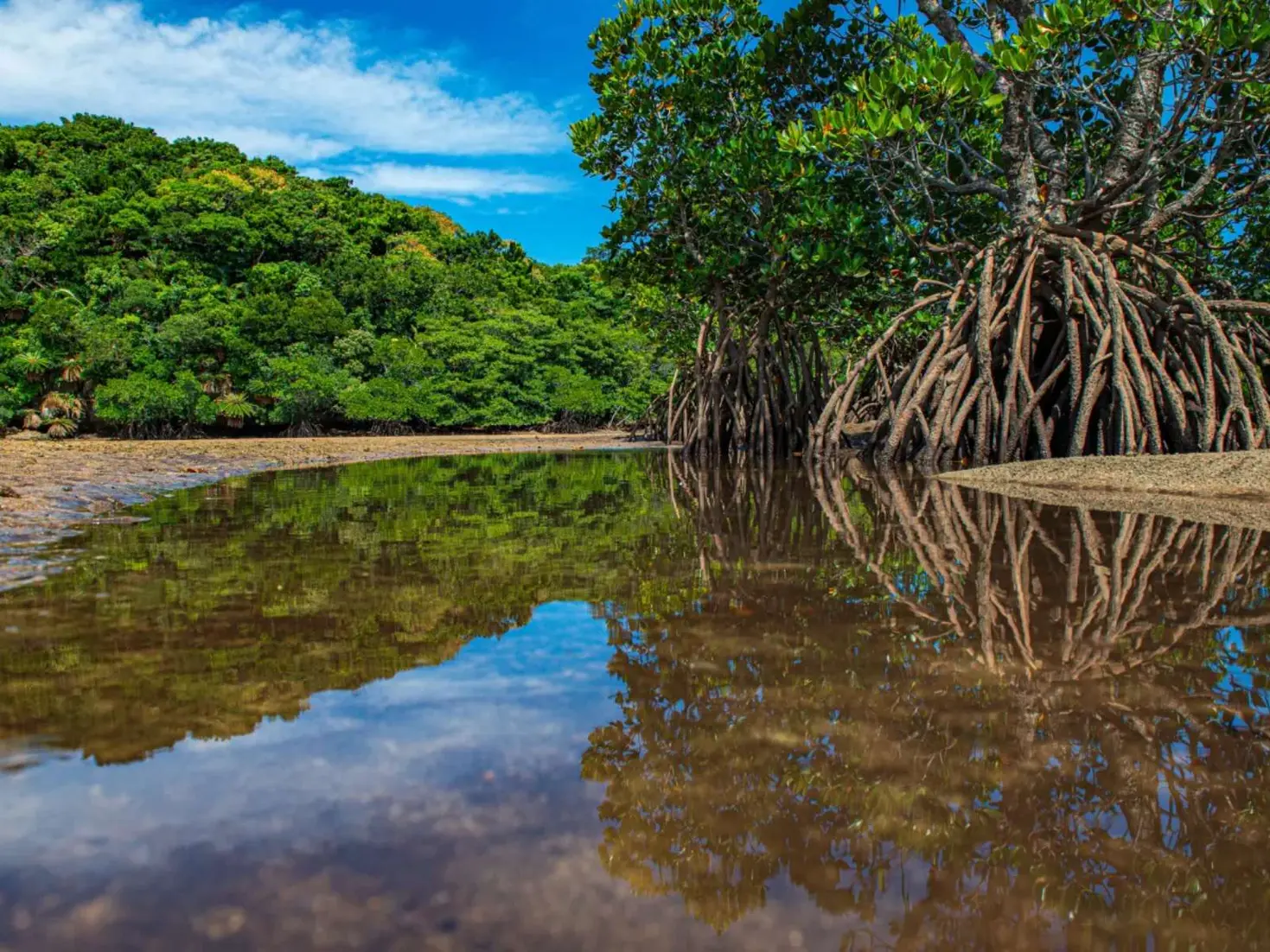 Okukubi Mangroves Okinawa