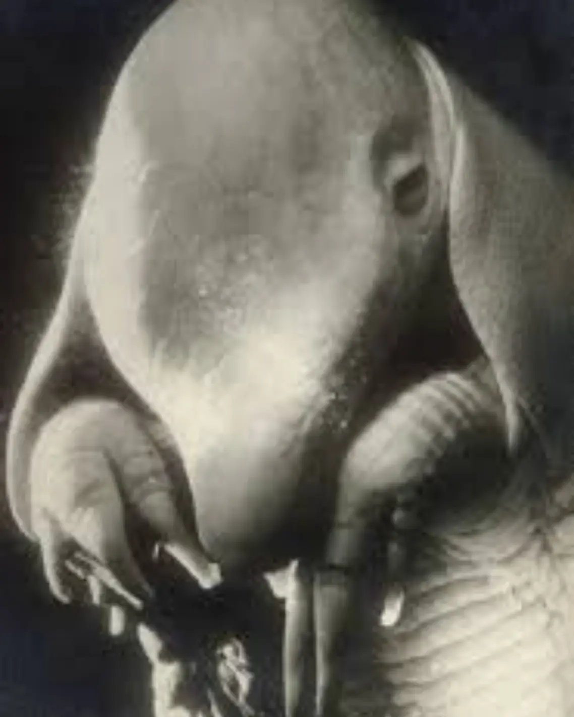 Women of Surrealism "Portrait of Père Ubu" photography