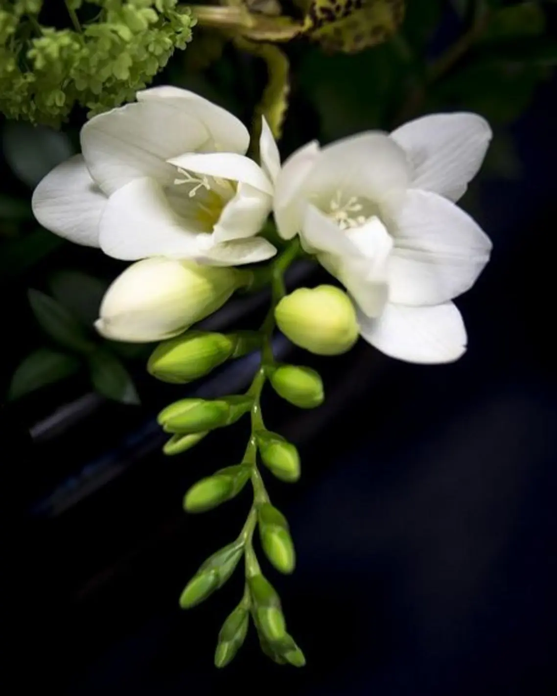 Freesia As A Note