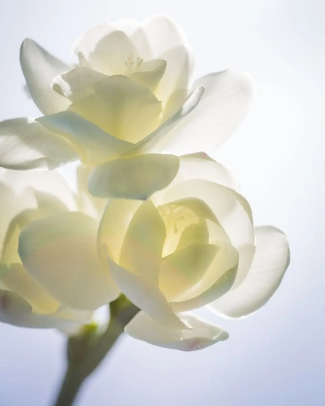 Freesia As A Note