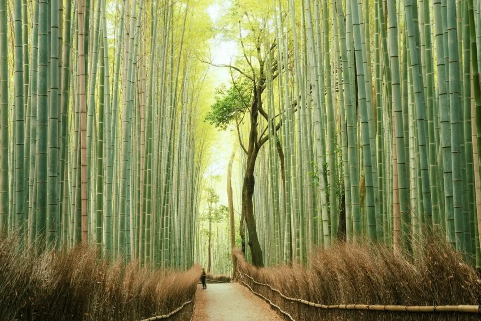 Kyoto 2