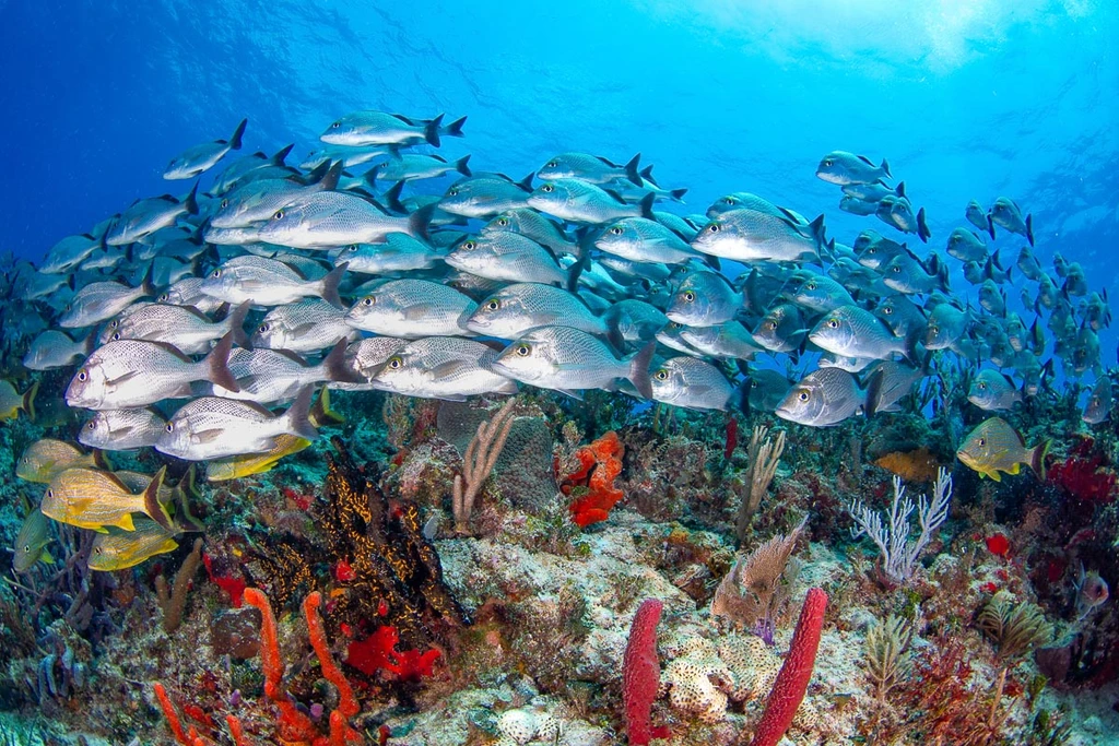 Cozumel