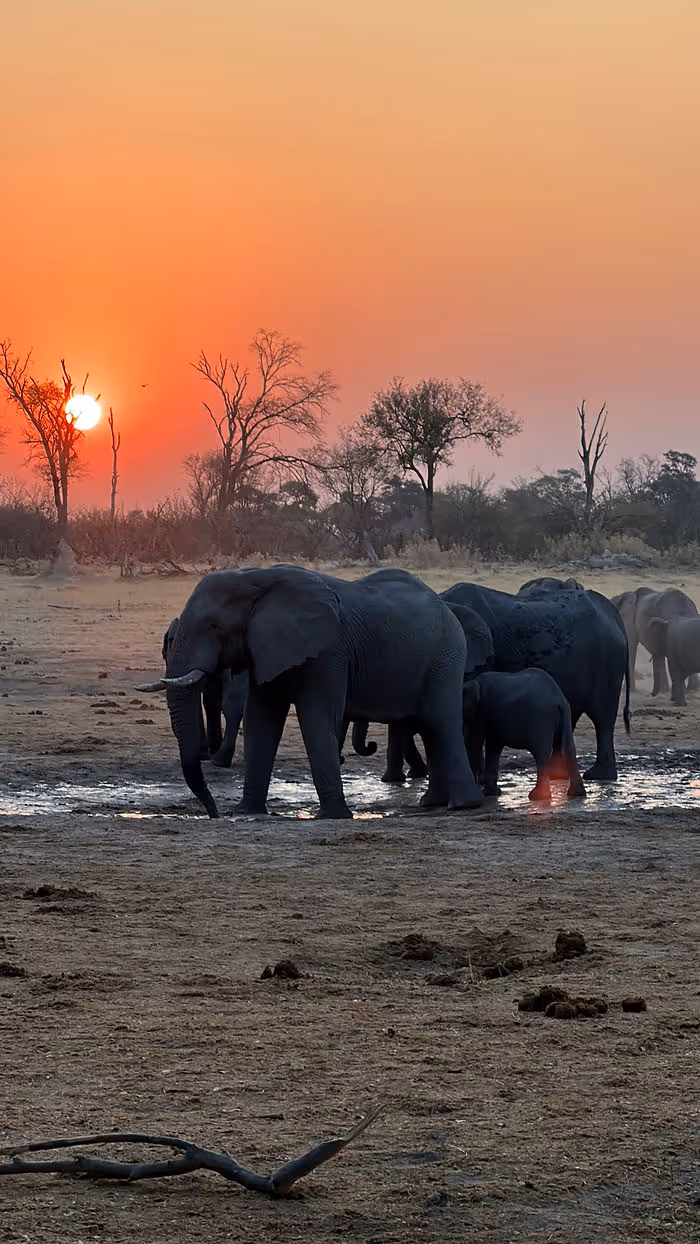 Elephants at the watering hole with a red sunset in the back