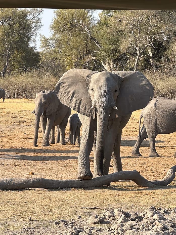 An elephant looks straight at the camera with one foot resting on a fallen tree branch