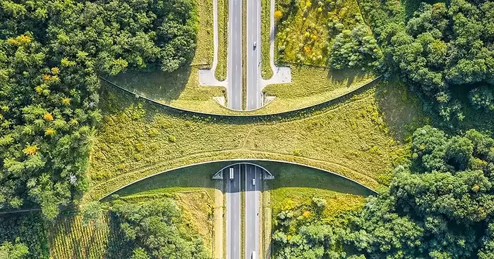 bright green wildlife bridge over a highway motorway