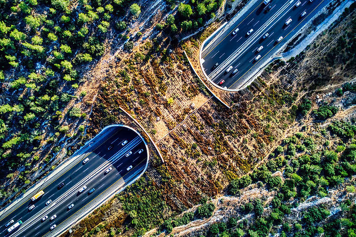road running under wildlife bridge surrounded by forest