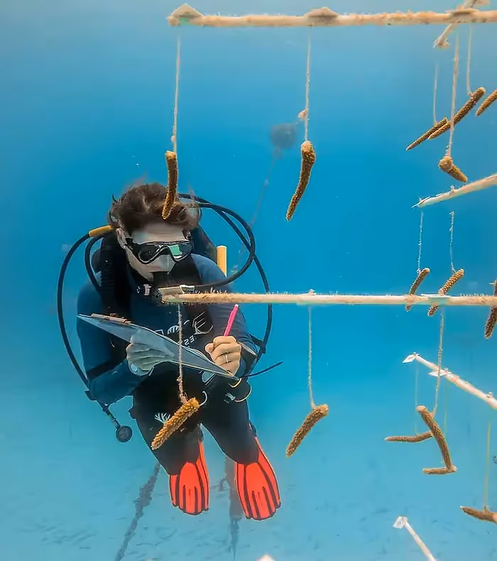 scuba diver in black and red suit checking on corals