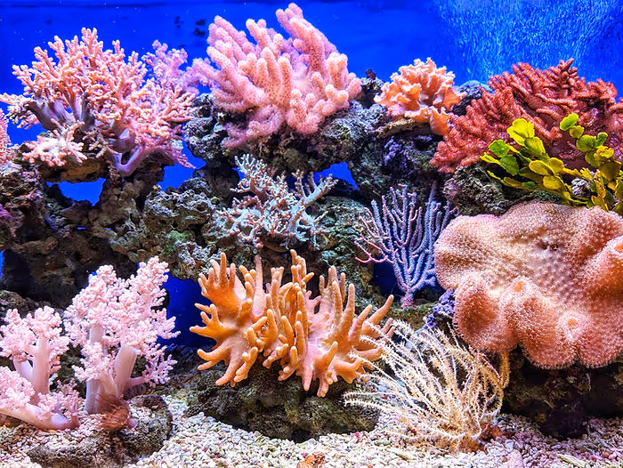 various corals in blue tank