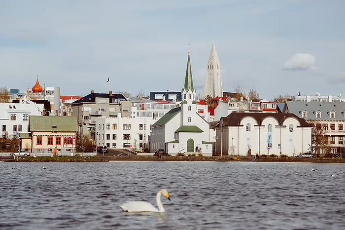 swan swimming in front of reykjavik skyline