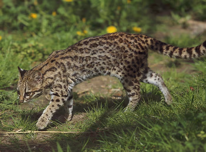 small oncilla cat, similar to leopard walking in grass