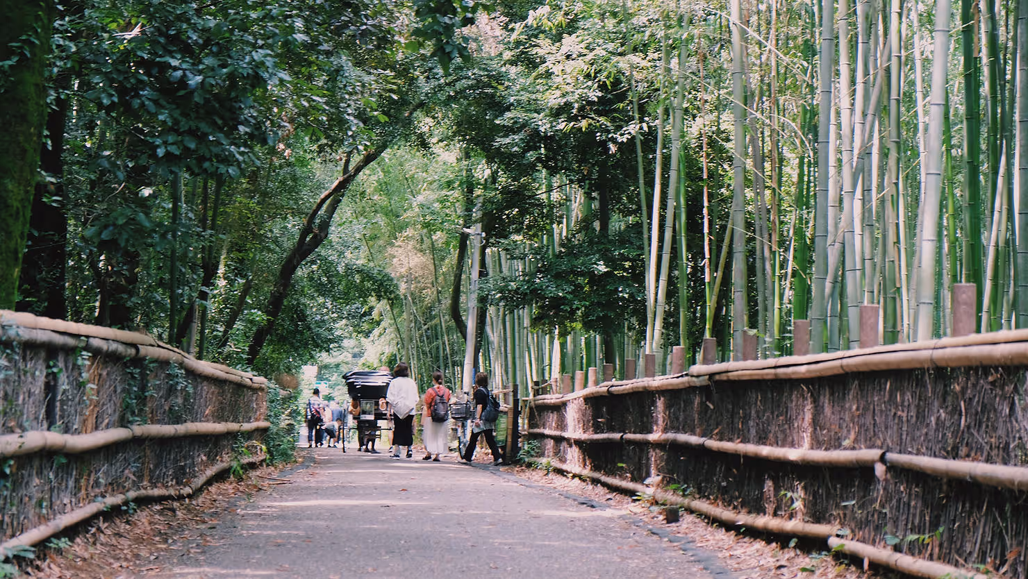 people walking through tropical bamboo forest