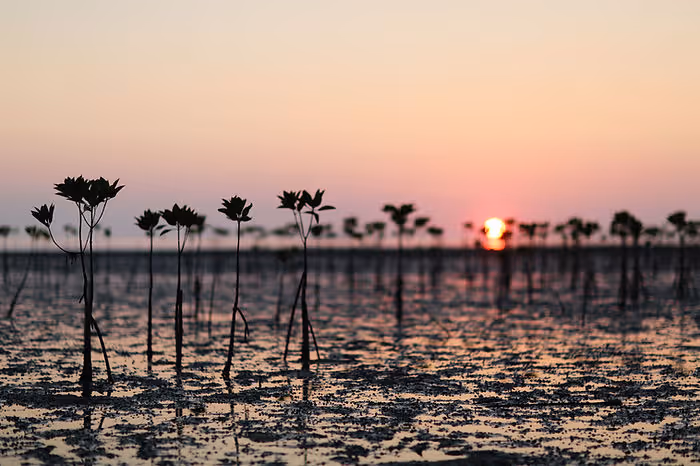 stalks sticking up out of water