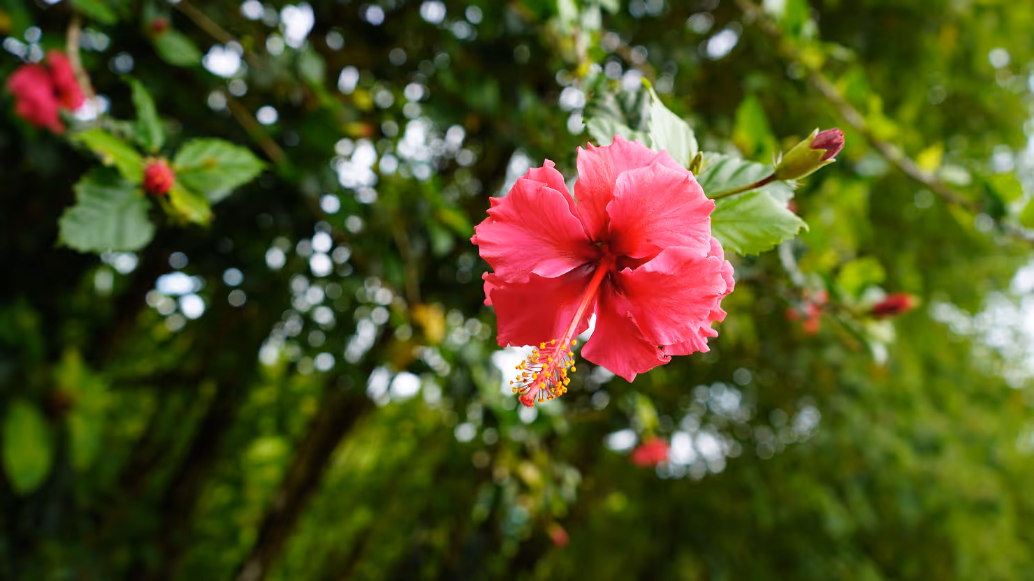 A beautiful pink hibiscus flower in Costa Rica