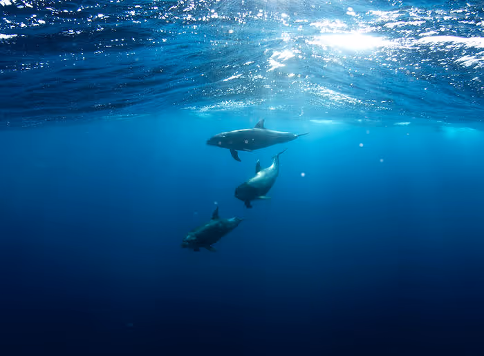 Three dolphins swim in open blue waters near the surface.