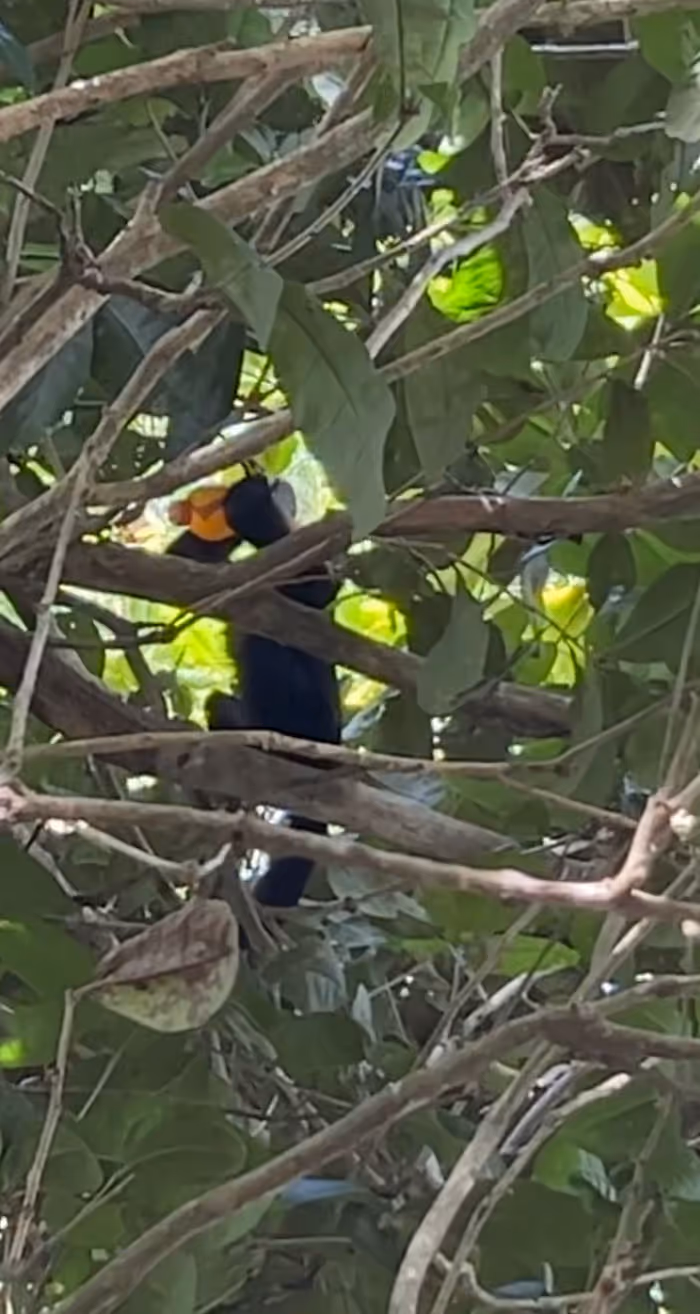 A small capuchin monkey drinking out of an orange drink bottle